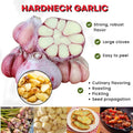 1/2 LB Red Chesnok Garlic Bulbs for Planting in Fall, High Yield Hardneck Garlic Cloves Seeds, Fresh, Cold Hardy and Fast Growing, Various Varieties