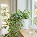 Variegated English Ivy Live Plant, Ivy Plant Live, 4 Inc Pot, 4-7 Inc Tall, Easy Care Trailing Indoor Houseplant for Hanging Baskets, Container Gardens