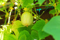 Set of 4 Live Lemon Cucumber Plants, 3 to 5 Inches Tall, Cucumber Plants Live, 4 Inches Pot Vegetable Live Plant