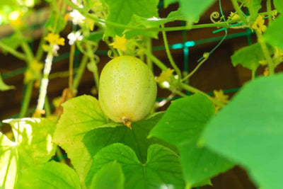4 Lemon Cucumber Plants Live, 3 to 5 Inches Tall, Cucumber Live Plants for Planting, 4 Inch Pot