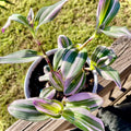 Nanouk Pink Tradescantia Live Plant 2.5 Inches Pot, House Plant, Trailing Plant Live