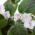 White African Violet Plant Live, White Violet Flower, 3-5 Inches Tall