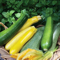 2 Green Zucchini Plants for Planting, Hardy Squash Plant in 4'' Pot, Live Zucchini Plants, 4-6 Inches Tall, 2 Plants per Pot, Well-Rooted