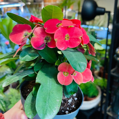 Mix Crown of Thorns Plant Live, Hardy Euphorbia Milii Crown of Thorn, 4'' Pot Indoor Houseplant (Red Euphorbia)
