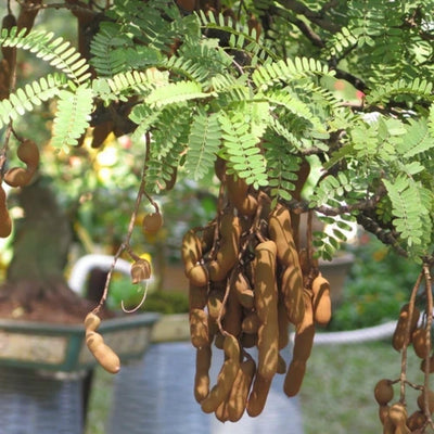 Tamarind Tree Live Plant for Planting, 5 to 8 Inc Tall, Tamarind Plant Outdoors
