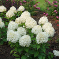 White Hydrangea Bush Plant Tree Live Flowering Shrub Hardy Starter Plant Size 5 to 11 Inches in Tall, White Color Blooms, Domant, Winter Hardy