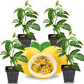 2 High Yield Passion Fruit Plants Live, Yellow Climbing Passion Vine Tree Live Plant for Outdoor Growing, 5-9" in Tall, Fast Growing Perennial Sweet and Edible Fruits