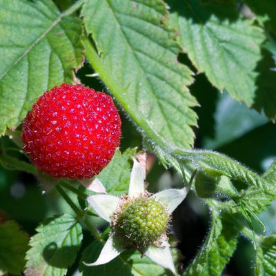 Thimbleberry Raspberry Plant Live for Planting 6 to 12 Inch Tall, Raspberry Bush Live Plant, Sweet Raspberries Fruit Well Rooted