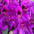 1-2 Ft Deep Purple Rhododendron Plants Live, Azalea Rhododendron Bush Shrubs in 1 Gallon Pot for Planting, Azalea Bush Ready Plant, Live Rhododendron Plant Azalea