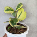 Yellow Hoya Kerrii Heart Plant Live, Hoya Plant, Hoya Kerrii Plant Live 2 Inches Pot for Planting