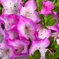 1-2 Ft Purple Magenta Rhododendron Plants Live, Azalea Rhododendron Bush Shrubs in 1 Gallon Pot for Planting, Azalea Bush Ready Plant, Live Rhododendron Plant Azalea