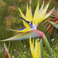 Live Bird of Paradise Plant, Yellow Bird of Paradise 4-6" Tall, No Pot