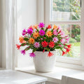 Set 2 Mix Easter Cactus Plants Live, Assorted Holiday Easter Cactus Live Plants, 2 Inc Pot, 3-5 Inc Tall, Vibrant Bloom Color Succulent Houseplant