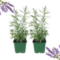 2 French Lavender Plants Live Outdoor Indoor, in 4" Pots, Cold Hardy Fragrant Perennial Herb for Garden and Landscape, 4-8 Inch Tall