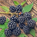 03 BlackBerry Bushes Plants Live, 4-6" in for Spring Planting, Outdoor Growing, High-yielding Blackberries Trees, (Easy Planting BlackBerry)
