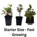 Pink Azalea Rhododendron Plant Live in 4 Inch Pot, Azalea Rhododendron Bush Shrub Bonsai Bloom in Spring, Late Summer, Fall Rebloom