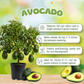 Dwarf Avocado Tree Plant Live, Cold Hardy Avocado Tree, 6-12 Inch Tall