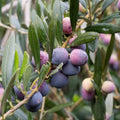1 Year Old Arbequina Olive Live Tree Plant for Planting, Very Cold Hardy, Well-Rooted