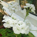 White Geranium Live Plant 5-8" Tall, White Geranium Plant, Live Rooted Perennial Flower Plant for Indoor Gardening