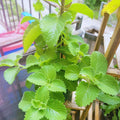 Set 2 Green Cuban Oregano Plants Live, 5 to 7 Inches Tall, Mexican Mint Spanish Thyme Live Plant for Home Garden Outdoor and Indoor