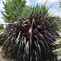 2 Black Fountain Grass Plants, 4-9 Inch Tall Perennial Grass Clumps for Outdoor Growing, Ornamental Grasses Plants