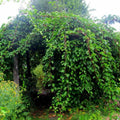 Kiwi Plant Live Male, Hardy Kiwi Berries Well Rooted Starter Plant, 5-9" Height, Kiwi Vine