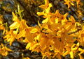 2 Lynwood Gold Forsythia Plants Live Bareroots, 12-18 Inch Tall, Golden Bells Yellow Forsythia Shrub to Grow