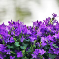 Blue Campanula Plant 2.5 Inches Potted, Campanula Plant Live, Bellflower Plants