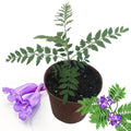 6-10" Violet Jacaranda Mimosifolia Trees from Bottom Pot, Blue Jacaranda Live Plants 6 Months Old Seedling, Well Rooted, Plant Outdoor Zones 10-11