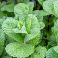 Live Mojito Mint Herb Plant, Perennial Mint Plant, Fragrant Mints, 5-7 Inches Tall for Indoor or Outdoor Growing