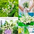 5 Fragrant Lily of The Valley Flower Rhizomes Roots, May Lilies Live Plant Roots, Easy to Grow for Early Bloom, Cold Hardy, Bouquet and Home Décor