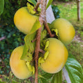 2 American Persimmon Tree Live Plant Bare Roots, Cold Hardy Fruit Plant Seedlings, Zone 4 to 9