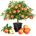 Honey Crisp Apple Tree Plant Live, Cold Hardy Apple Plant, 2-3 Ft Tall