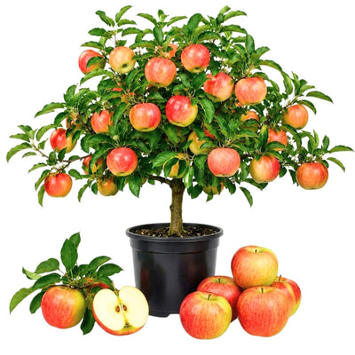 Honey Crisp Apple Tree Plant Live, Cold Hardy Apple Plant, 2-3 Ft Tall