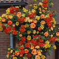 Golden Yellow Orange Rose Bushes Shrubs Live Plant, Landscape Rose for Planting, Starter Size, 4 to 10 Inc Tall