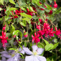 Pack 2 Fuchsia Plants Live, Vibrant Fuchsias Hanging Flowering Plant 3-5 Inches, Gardens, Patios, and Indoor Growing (Red Flowers)