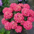 Pink to Deep Red Hydrangea Flower Plant Live 4" Pot, Hydrangea Shrub Flower Plants for Outdoor or Indoor Planting, Change Color Perennial Plant