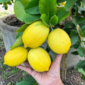 Sets 2 Meyer Lemon Tree Live Plant Potted, 1-2" Starter Yellow Lemon Lime Tree, Fragrant Indoor Outdoor Spring Planting