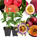 2 High Yield Passion Fruit Plants Live, Red Climbing Passion Vine Tree Live Plant for Outdoor Growing, 5-9" in Tall, Fast Growing Perennial Sweet and Edible Fruits