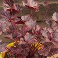 Dark Leaf Heuchera Live Plant Shrubs, Coral Bells Plant Live 2.5 Inch Pot, Shade Perennial Heucherella Plant