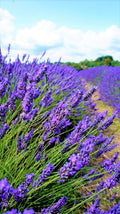 French Lavender Plants Live Herb Plug Size, Well Rooted, from 2 to 6 Inc Tall Starter Plant, Summer Planting