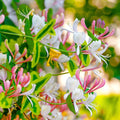 Variegated Pink Yellow Honeysuckle Vine Plant Live Perennial 2.5 Inc Pot Fragrant Flower for Gardening Hedge or Trellis