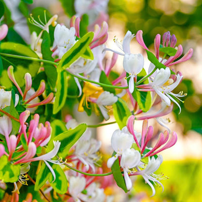 Variegated Pink Yellow Honeysuckle Vine Plant Live Perennial 2.5 Inc Pot Fragrant Flower for Gardening Hedge or Trellis