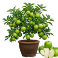 Green Apple Tree Live Plant, Starter Fruit Tree, 2-3 Ft Tall