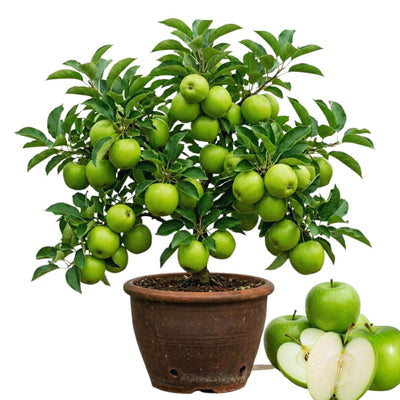 Green Apple Tree Live Plant, Starter Fruit Tree, 2-3 Ft Tall