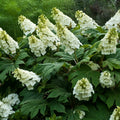 Hydrangea Plant Live for Planting, 7-12" Tall, Hydrangea Tree Live Plant in Pot, Hydrangea Flowers (White Hydrangea)