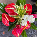 Red Anthurium Plant Live in 4 Inches Pot, Anthurium Live Plant, House Plant Live