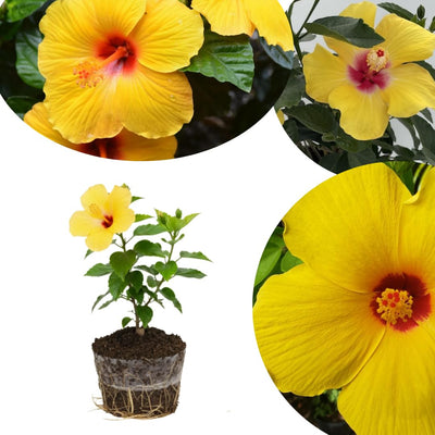 Tropical Hibiscus Plants Live Well-Rooted, Yellow Red Flowers Hibiscus Tree Live Plant for Outdoor Full Sun Spring Planting, 5-9" in Tall, Perennial Growing