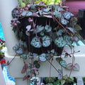 String of Hearts Plant Live, Variegated String of Hearts Plant Live, Succulent Vine Plant Live for Hanging Baskets, 2.5 Inches Pot