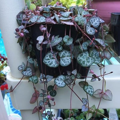 String of Hearts Plant Live, Variegated String of Hearts Plant Live, Succulent Vine Plant Live for Hanging Baskets, 2.5 Inches Pot